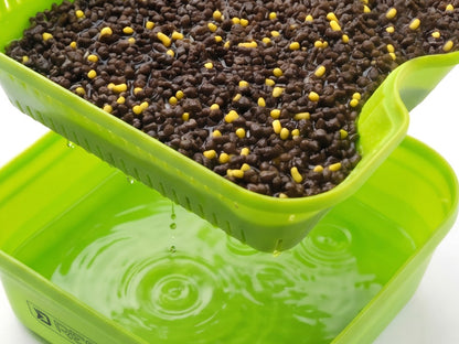 Box zum Einweichen von Pellets Delphin REAXE BST